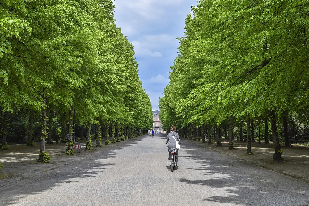 Landscape avenue trees at ABI's Horizon Enclave